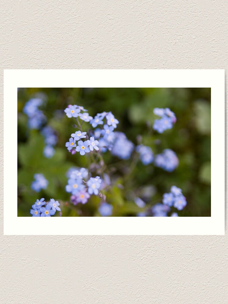 Alternate view of Blue forget-me-not Art Print