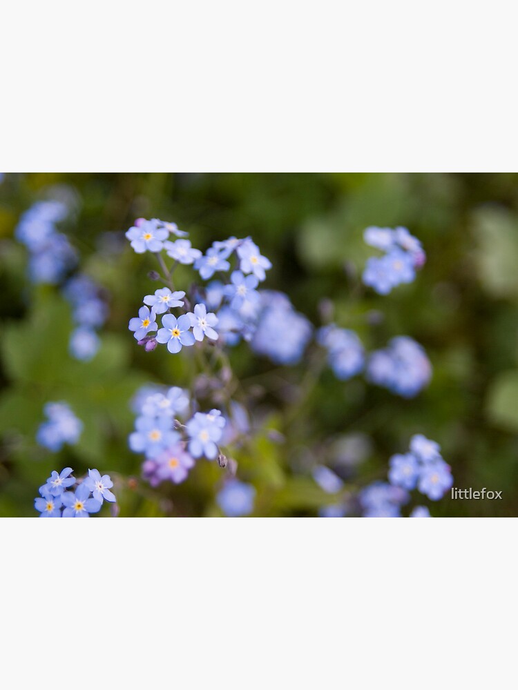 Blue forget-me-not by littlefox