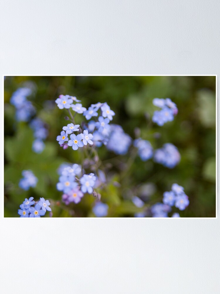 Alternate view of Blue forget-me-not Poster