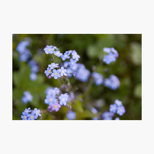 Blue forget-me-not Photographic Print