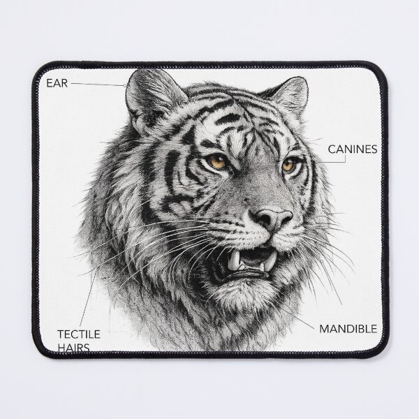 Item preview, ANATOMY | Bengal Tiger Scientific Illustration Graphic designed and sold by CreativeCook.