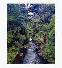 Forest stream Photographic Print