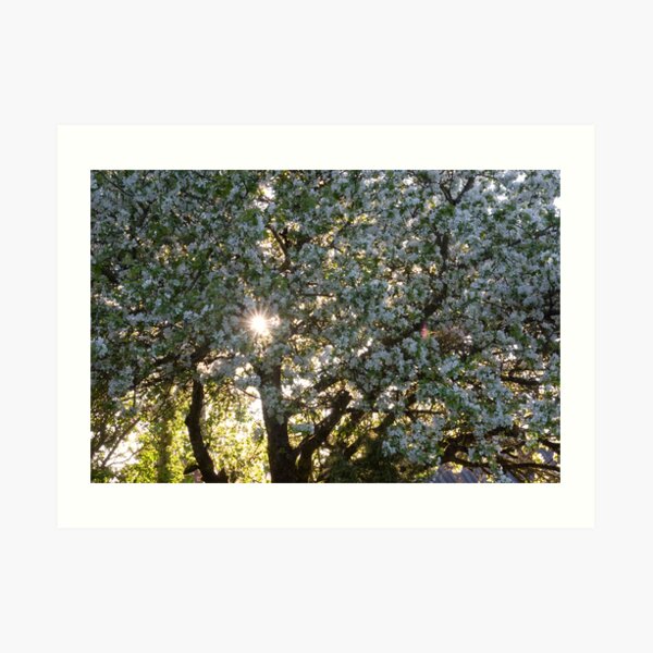 The beauty of an apple tree Art Print