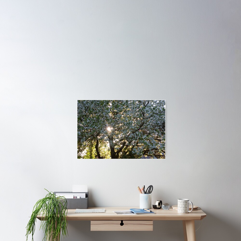 The beauty of an apple tree Poster