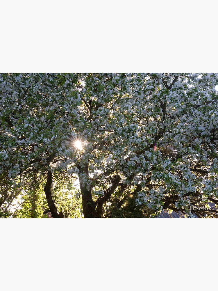 The beauty of an apple tree by littlefox