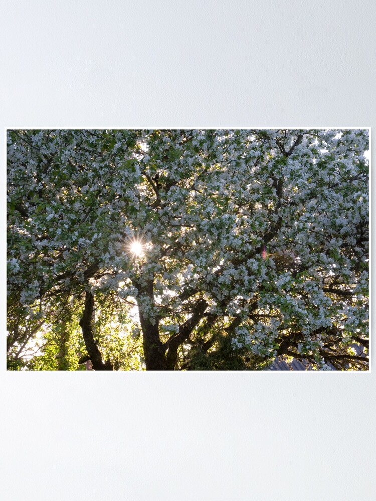 Alternate view of The beauty of an apple tree Poster