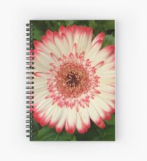 Red and white gerbera flower Spiral Notebook