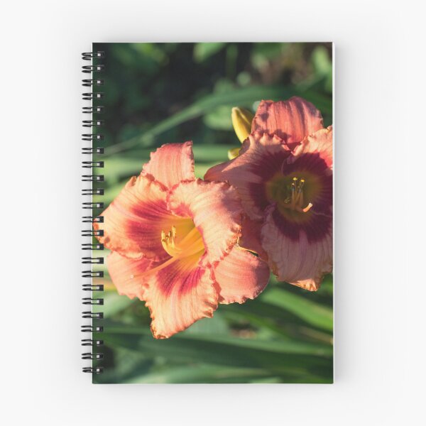 Item preview, Two Sunlit Orangey Pink Daylilies in Bloom designed and sold by Georgia Mizuleva.