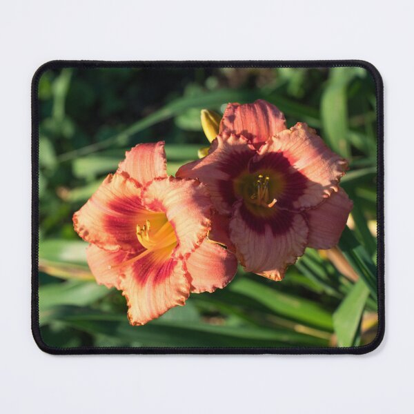 Item preview, Two Sunlit Orangey Pink Daylilies in Bloom designed and sold by Georgia Mizuleva.