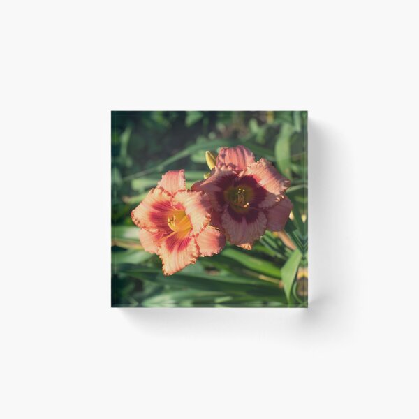 Item preview, Two Sunlit Orangey Pink Daylilies in Bloom designed and sold by Georgia Mizuleva.