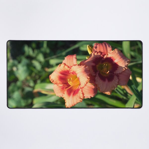 Item preview, Two Sunlit Orangey Pink Daylilies in Bloom designed and sold by Georgia Mizuleva.