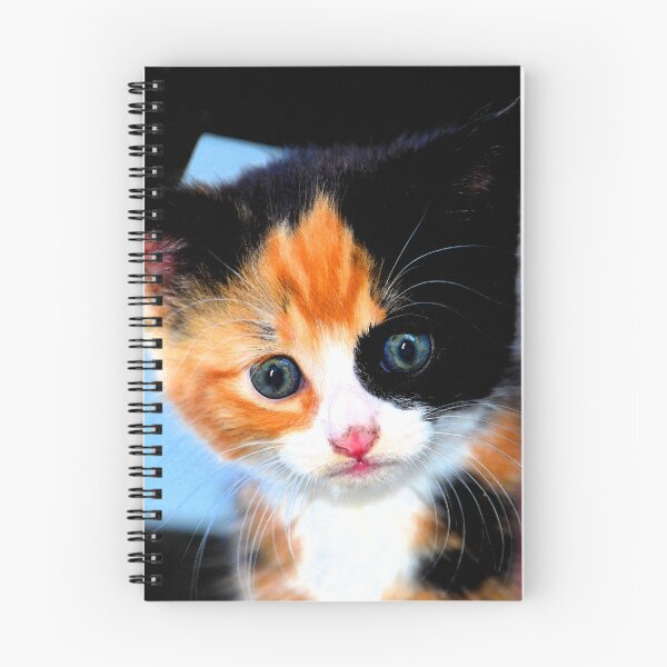 Aperçu de l'œuvre Amour de chaton créée et vendue par Dlt1981.