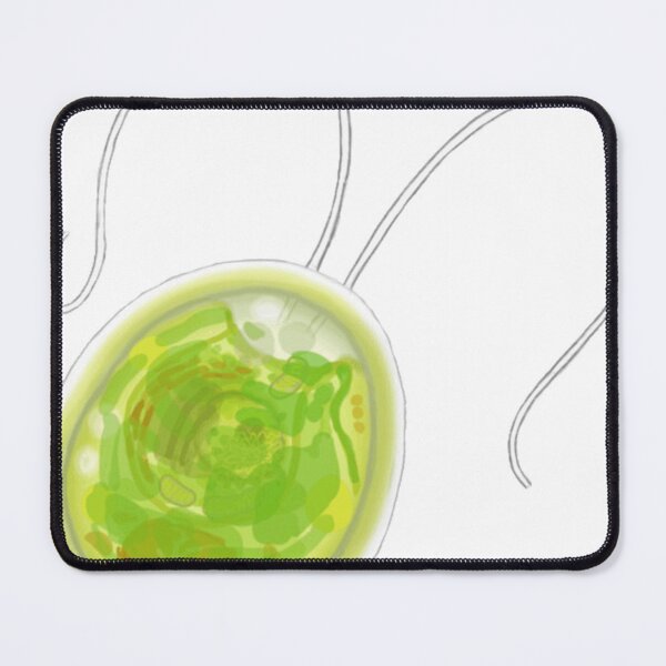 Item preview, Chlamydomonas biology designed and sold by AriukSabathiel.