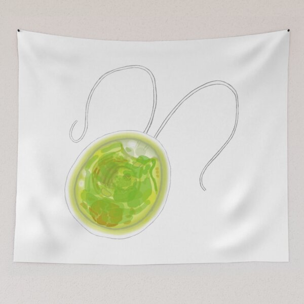 Item preview, Chlamydomonas biology designed and sold by AriukSabathiel.