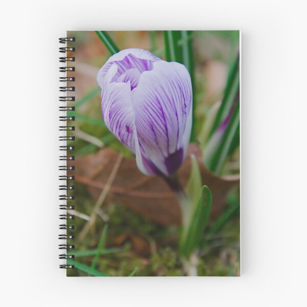 Item preview, Early Spring Striped Purple Crocus designed and sold by ShotsbyDesiree.