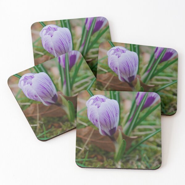 Item preview, Early Spring Striped Purple Crocus designed and sold by ShotsbyDesiree.