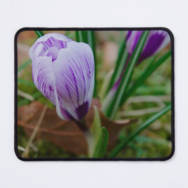 Item preview, Early Spring Striped Purple Crocus designed and sold by ShotsbyDesiree.