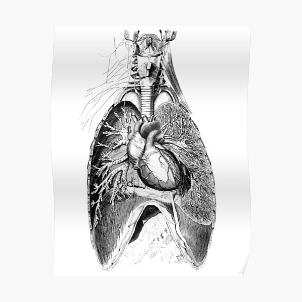 Vintage Anatomy Posters Redbubble