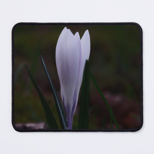 Item preview, White Crocus Flower designed and sold by ShotsbyDesiree.