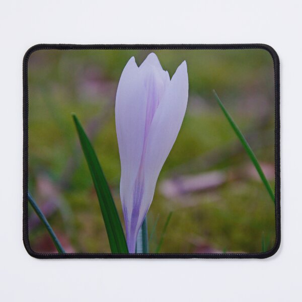 Item preview, Soft Purple Crocus – Gentle Spring Macro designed and sold by ShotsbyDesiree.