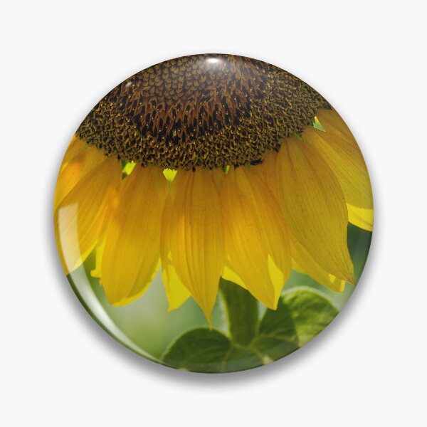 Aperçu de l'œuvre Photo de tournesol éclatante créée et vendue par MoePhotography.