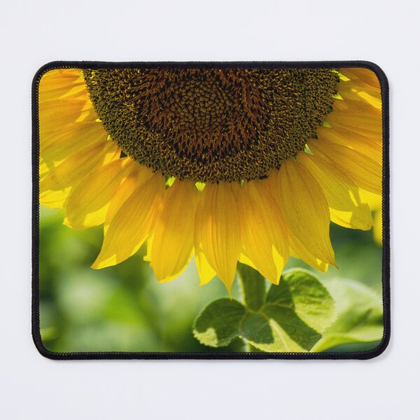 Item preview, Vibrant Sunflower Photo designed and sold by MoePhotography.