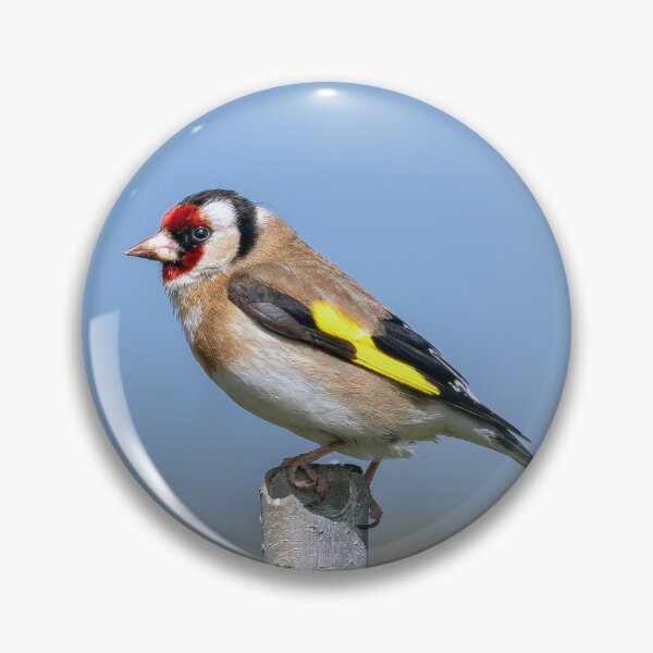 Item preview, Goldfinch Perched designed and sold by Tom McPherson Photography.