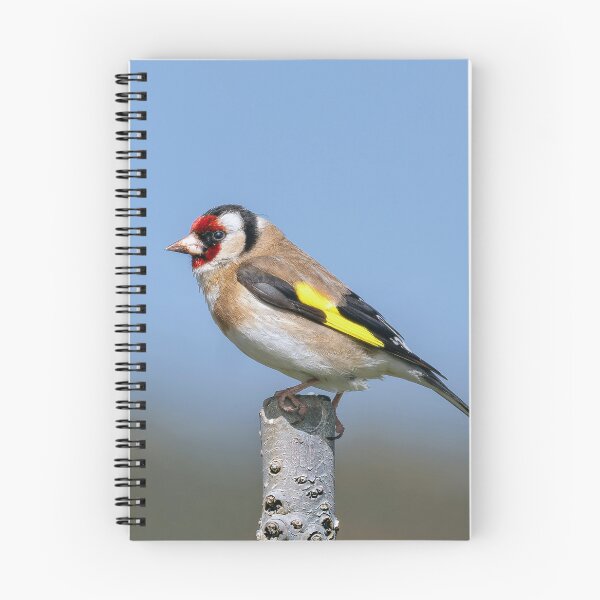 Item preview, Goldfinch Perched designed and sold by Tom McPherson Photography.