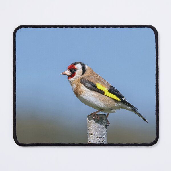 Item preview, Goldfinch Perched designed and sold by Tom McPherson Photography.