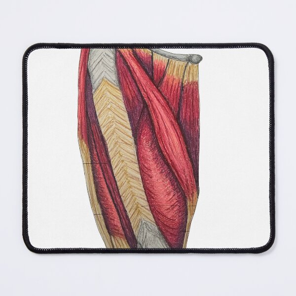 Item preview, quadriceps muscles designed and sold by JJPA-C.