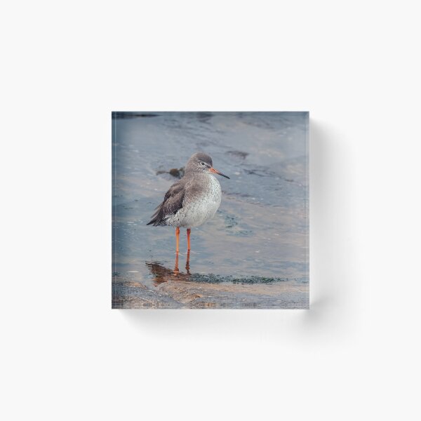 Item preview, Redshank on Shore designed and sold by Tom McPherson Photography.