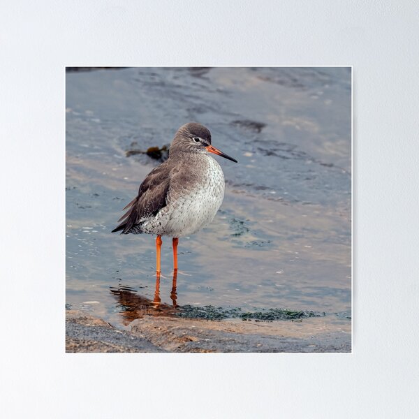 Item preview, Redshank on Shore designed and sold by Tom McPherson Photography.