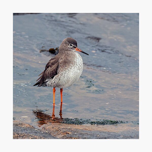 Item preview, Redshank on Shore designed and sold by Tom McPherson Photography.