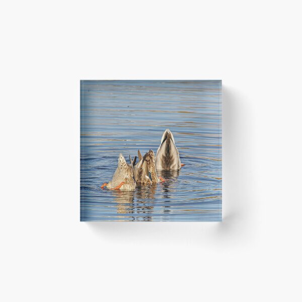 Item preview, Canadian Ducks Doing Underwater Comedy Act designed and sold by HenryHog.
