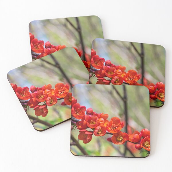 Item preview, Maule's Quince - Chaenomeles japonica designed and sold by Kasia Design.