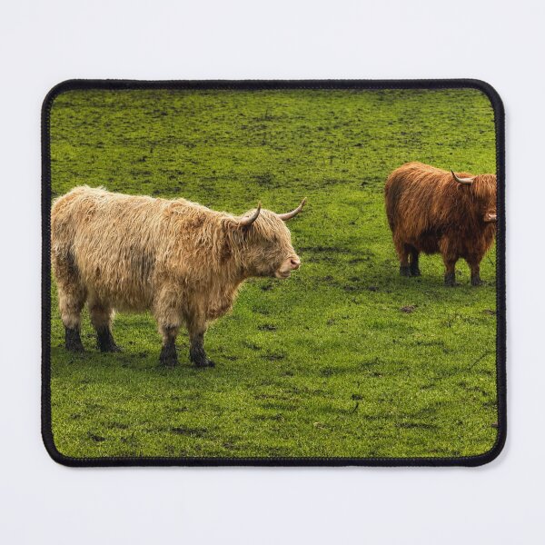 Item preview, Chocolate and Cream Highland Cows designed and sold by Astute-Artio-Photography.