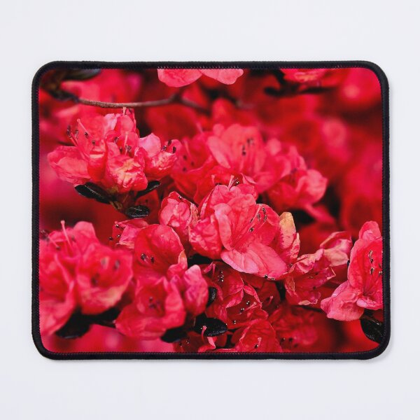 Item preview, Red Azalea Blooms Photo designed and sold by NikaNavi.