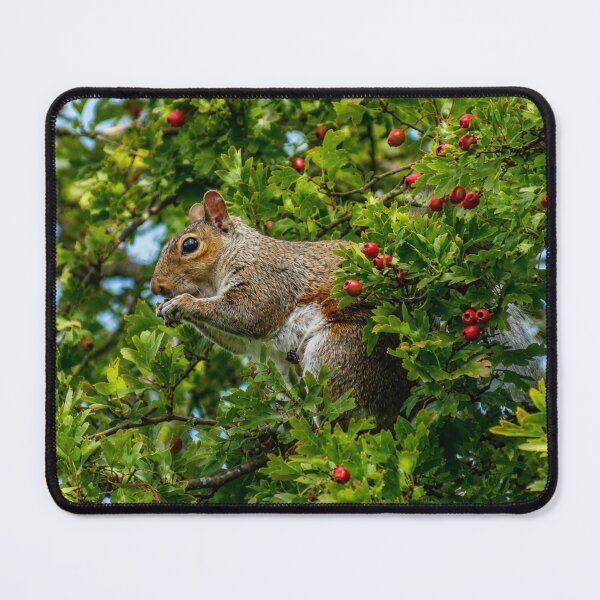 Item preview, Squirrel amongst berries and leaves designed and sold by Astute-Artio-Photography.