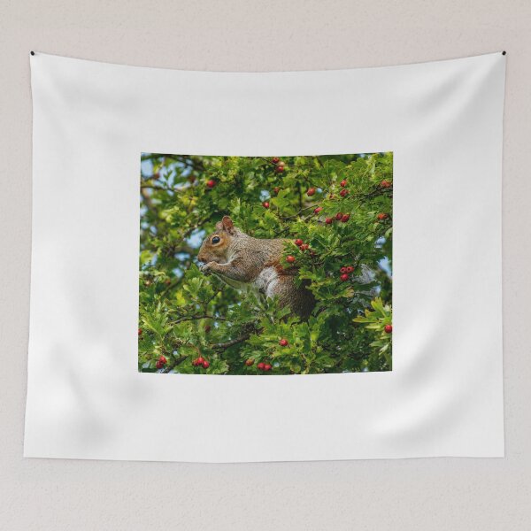 Item preview, Squirrel amongst berries and leaves designed and sold by Astute-Artio-Photography.