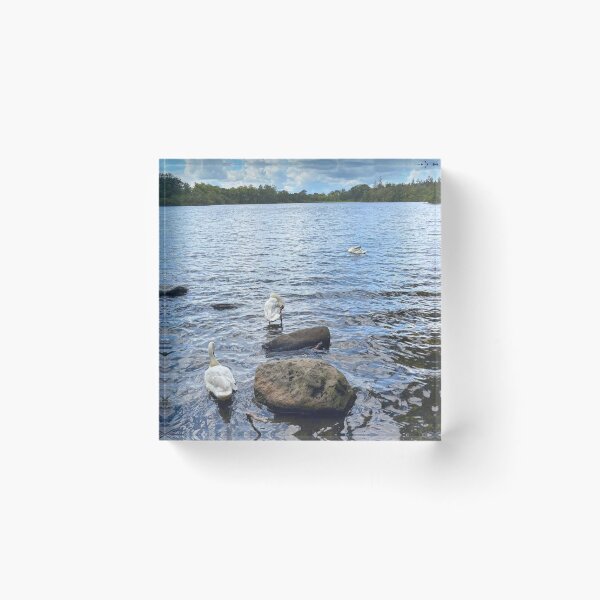 Item preview, Mute Swans on Bolam Lake in Northumberland designed and sold by Violaman.