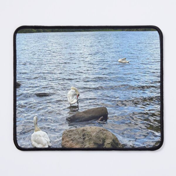 Item preview, Mute Swans on Bolam Lake in Northumberland designed and sold by Violaman.