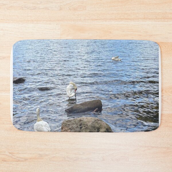 Item preview, Mute Swans on Bolam Lake in Northumberland designed and sold by Violaman.