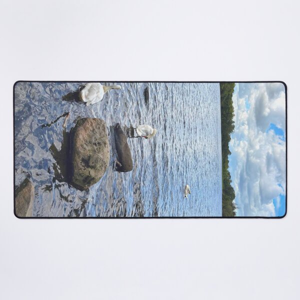 Item preview, Mute Swans on Bolam Lake in Northumberland designed and sold by Violaman.