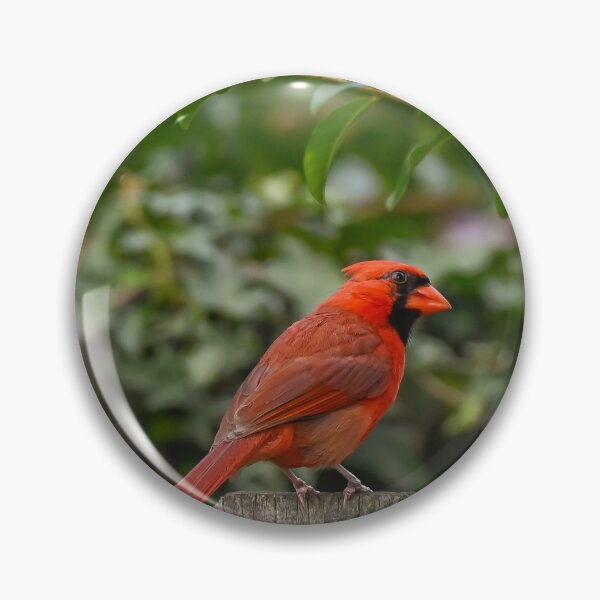 Item preview, Cardinal designed and sold by emilyxneill.