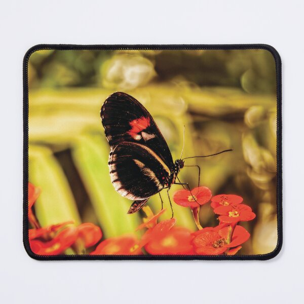 Item preview, The Fascinating Doris Longwing Butterfly designed and sold by Kay Brewer.
