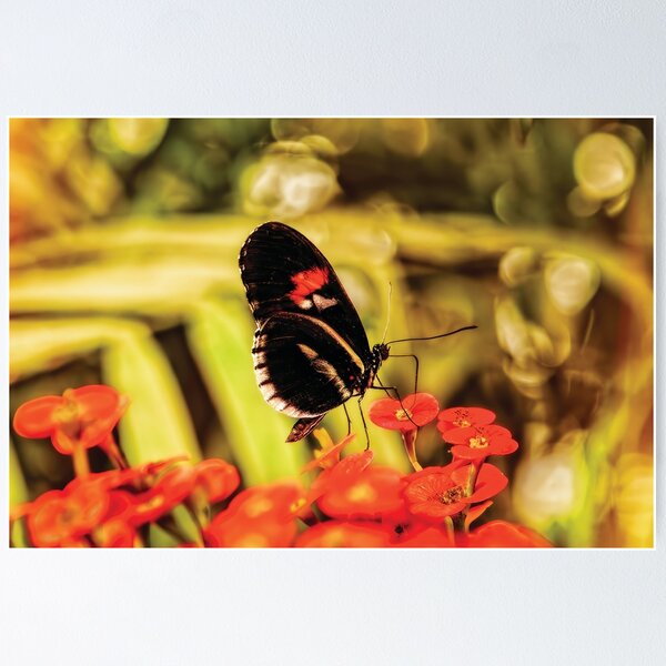 Item preview, The Fascinating Doris Longwing Butterfly designed and sold by Kay Brewer.