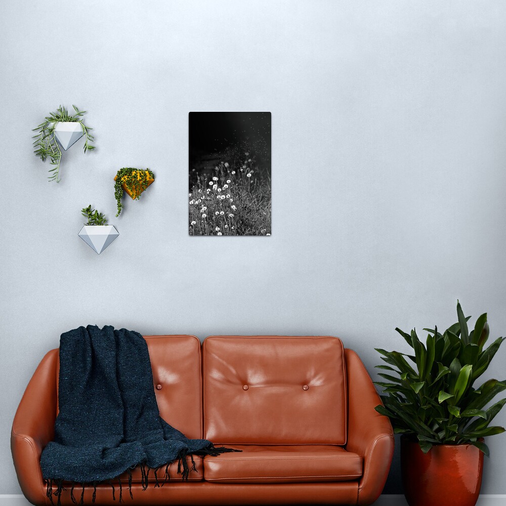 Dandelions in black&white Metal Print