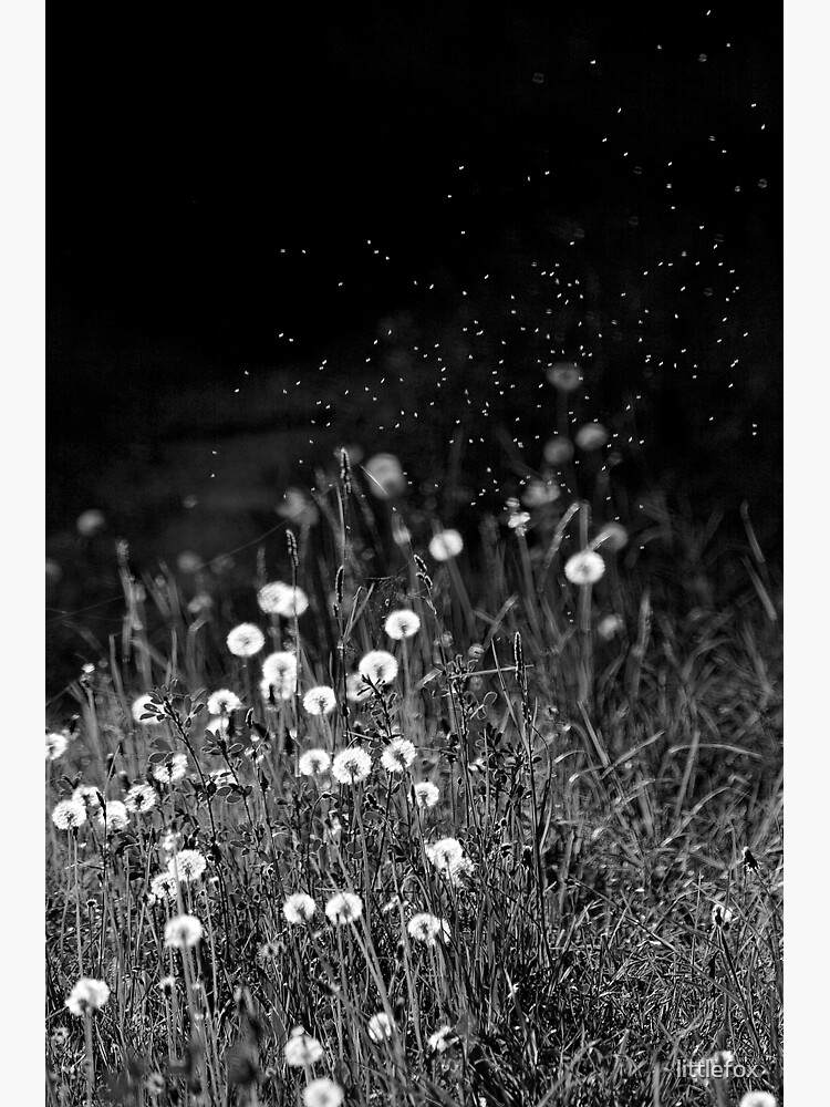 Dandelions in black&white by littlefox