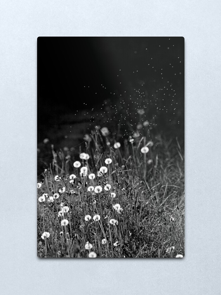 Alternate view of Dandelions in black&white Metal Print