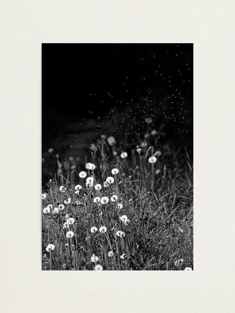 Alternate view of Dandelions in black&white Photographic Print